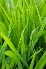 Fototapeta na wymiar Green grass soft focus vertical