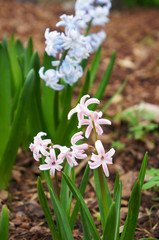 Obraz premium Pink and blue hyacinth or hyacinthus flowers in the garden