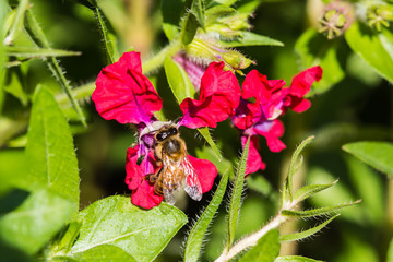 Little bee on red flower