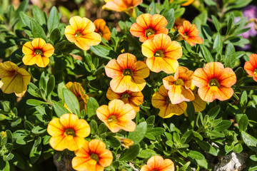 Beautiful little flowers on nature