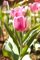 Naklejka premium Tulips field with soft light morning in the park.