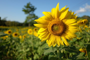 Close up of Sunflower.