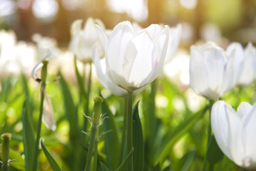 Tulips field with soft light morning in the park.