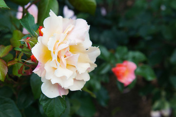 Yellow soft rose flower head in the garden 