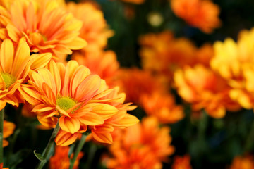 Vivid Orange Chrysanthemum in flower garden agriculture background 