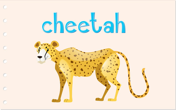 Animal wordcard with wild cheetah