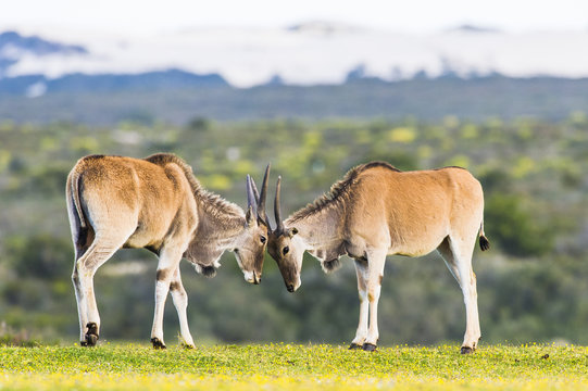 Young eland bulls sparring