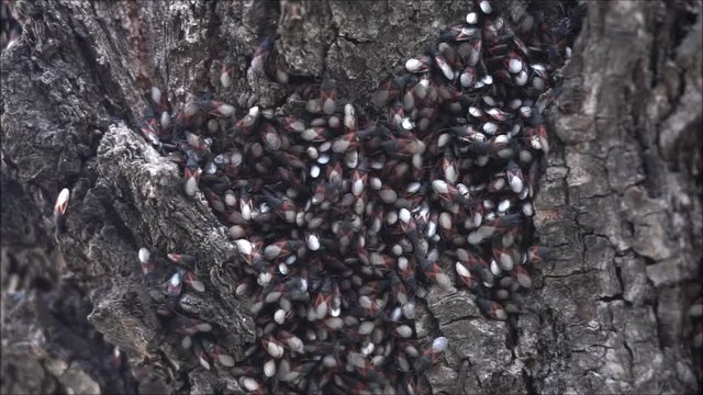 Termites, fly-ant