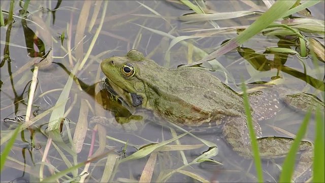 Green frog in the pond (Bufotes viridis)