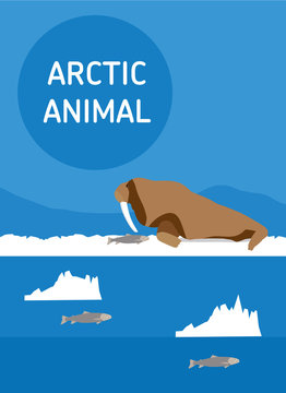 Walrus lying on the snow. Vector drawing of a series of Arctic animals. Flat style illustration
