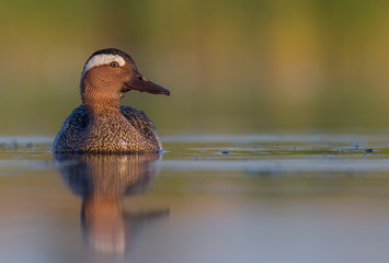 Fototapeta premium Garganey - Anas querquedula