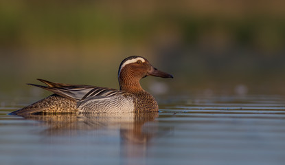 Garganey - Anas querquedula
