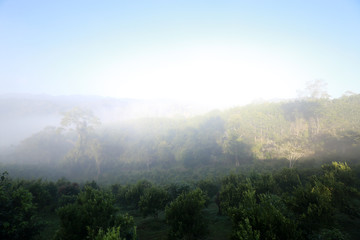 Hill with mist on the orange farm in the morning sky background