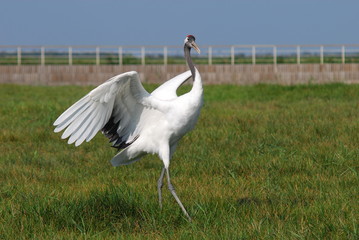 Naklejka premium Yancheng National Natural Reserve.