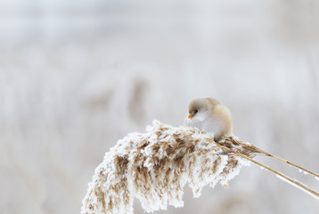 Bearded Tit - a  tender lump in the snow-covered reeds