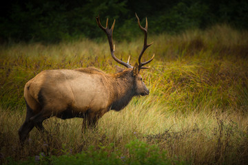Naklejka na ściany i meble Roosevelt Bull Elk Cervus canadensis roosevelti