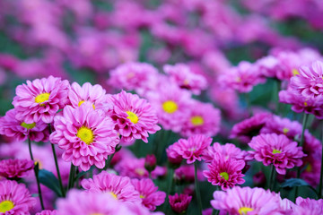 Obraz premium Purple Chrysanthemum in flower garden agriculture background with soft focus. And have some space for write wording 