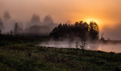 The forest with sunlight, summer morning, Latvia.