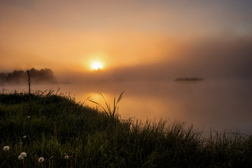 Naklejka premium Dandelion at dawn mist, summer morning, Latvia.