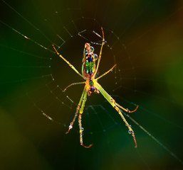Spider on the web in moring