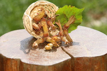 Hazelnut harvest in a small basket on wooden log