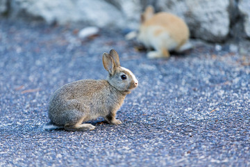 Cute rabbits in rabbit island