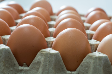 Egg /avian influenza image