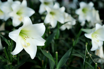 White lily in garden background.  Representation to Pure love or love at first sight