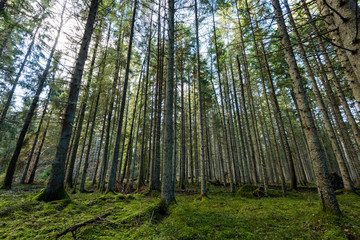 Obraz premium tree trunks in rows in ancient forest
