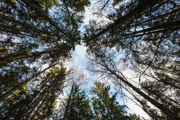 sky with clouds seen through tree crown