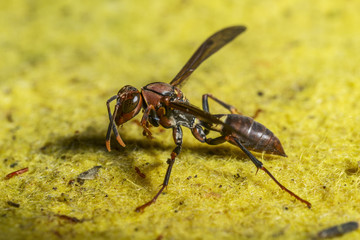 wasp on a yellow fabric