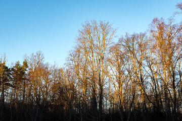 Fototapeta premium tree trunks in rows on the sea beach