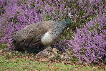 Peahen with chick on Brownsea Island in Poole Harbour, Dorset