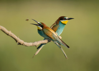 European bee-eater (Merops apiaster), two birds perched on branch