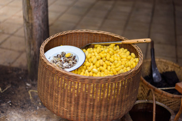 Sericulture and silk thread