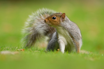 Grey squirrel in the meadow