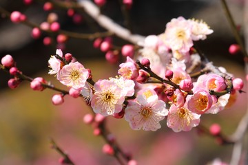 梅の花（無類絞り）