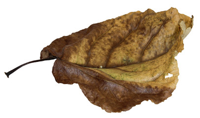 dried up leaves of poplar isolated