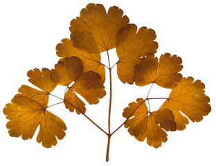 dried  aquilegia leaves isolated on white