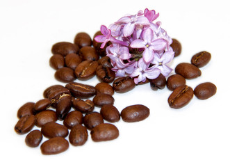 natural cosmetics concept green branch of lilac and  roasted cof