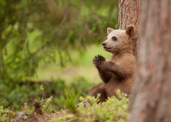 Lonely brown bear cub