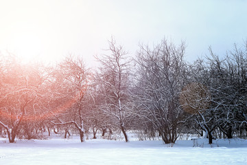 sunrise landscape winter park trees