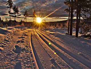 Sun beams coming through the trees over a ski trail in the forest.