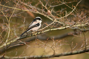 Fototapeta premium エナガ