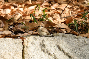 虫をくわえたオジロビタキ