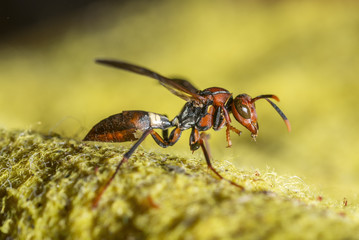 wasp on a yellow fabric