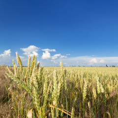 Obraz premium wheat field / wheat field on the background cornfield Ukraine