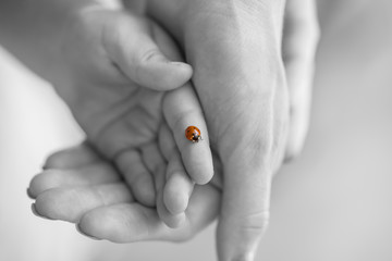 Naklejka premium Ladybug on a childs finger