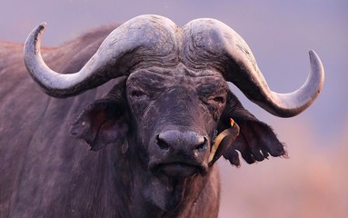 Buffalo in the dry nature habitat, wild africa, dangereous animal, african big five, this is africa, Masai Mara in Kenya
