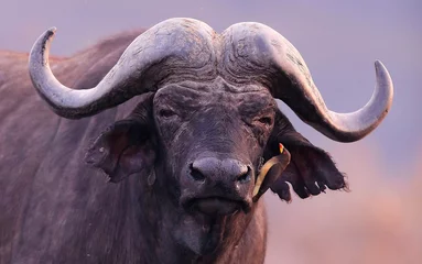 Photo sur Plexiglas Parc national du Cap Le Grand, Australie occidentale Buffalo dans l& 39 habitat naturel sec, afrique sauvage, animal dangereux, big five africain, c& 39 est l& 39 afrique, Masai Mara au Kenya